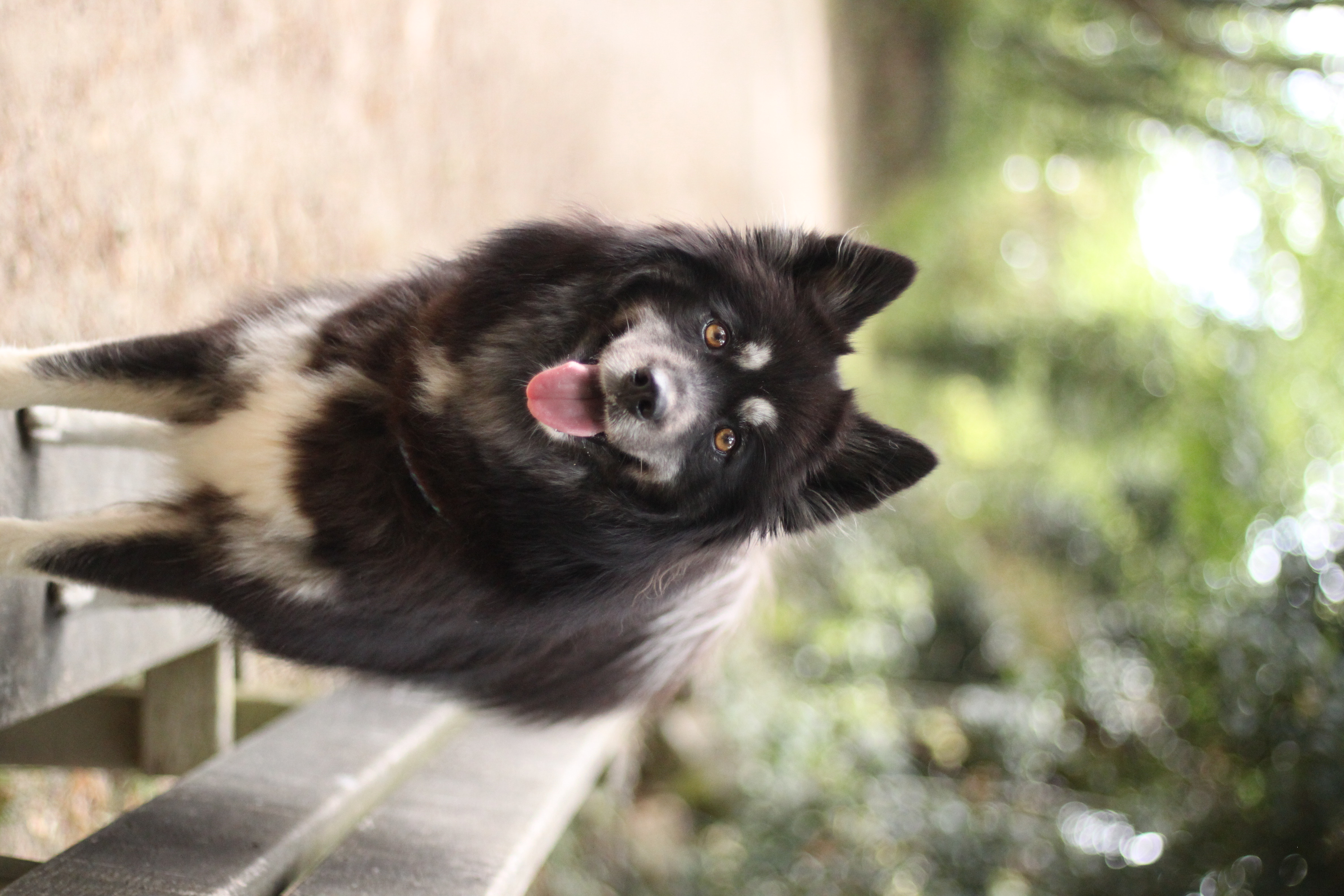 Tokyo des nordiques Paka 