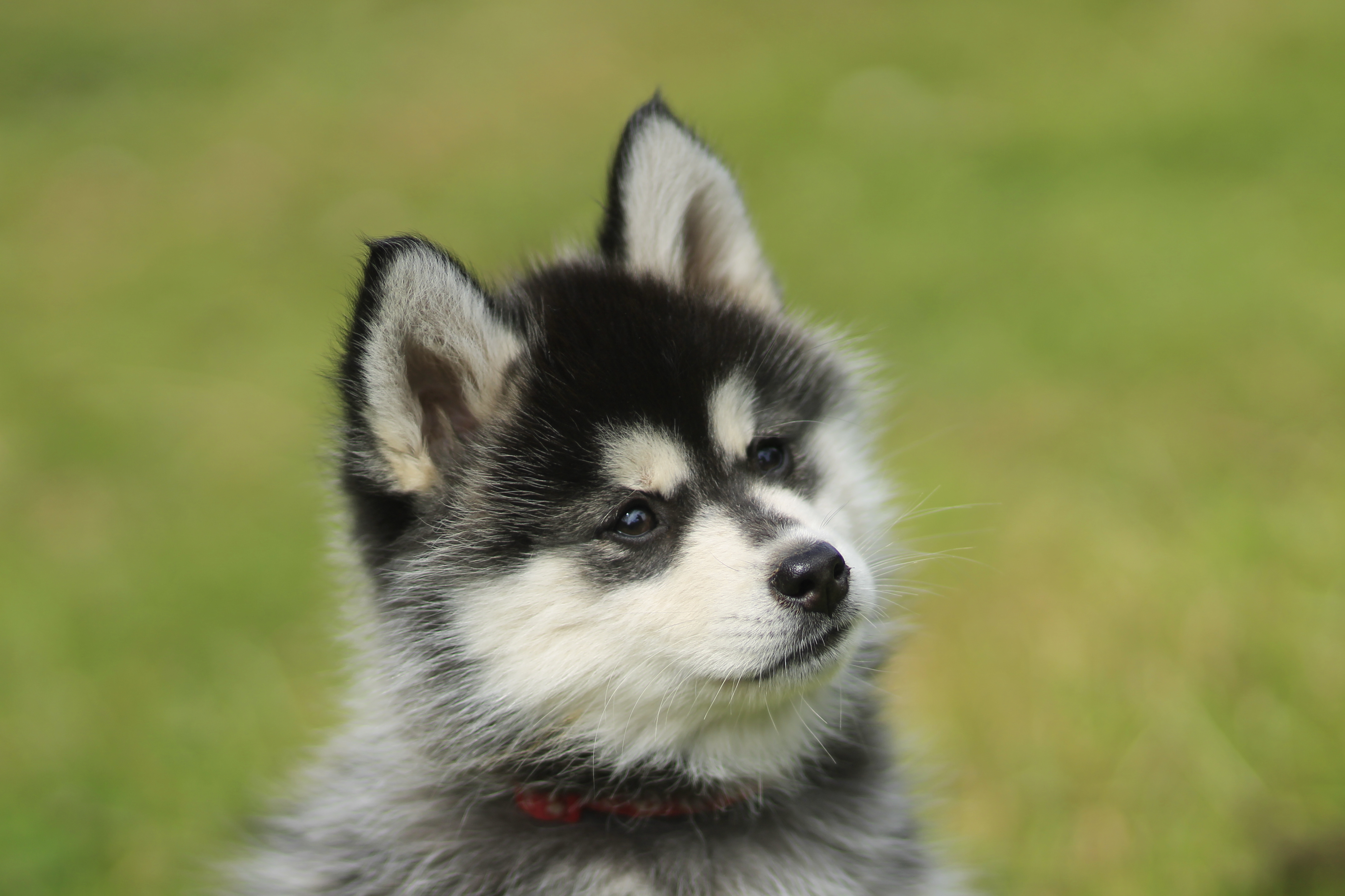 Pomsky 2